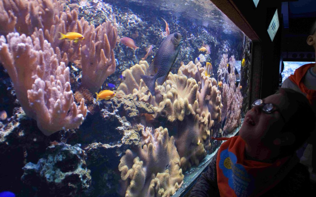 Warsztaty koralowe w Akwarium