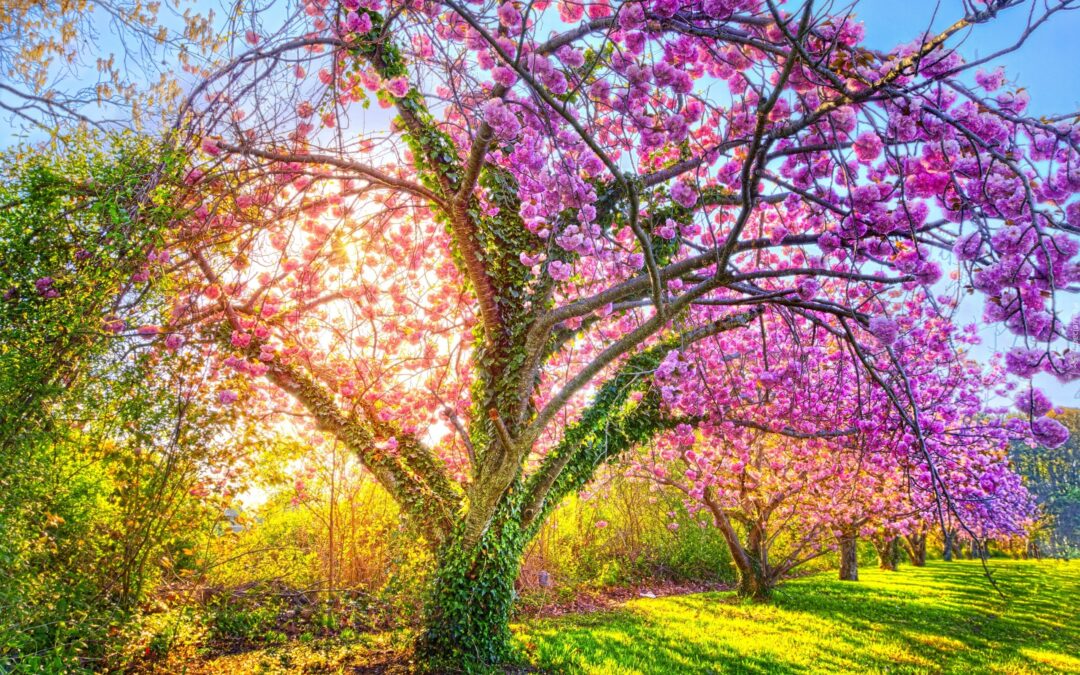 Wiosenne drzewo – rozstrzygnięcie konkursu!