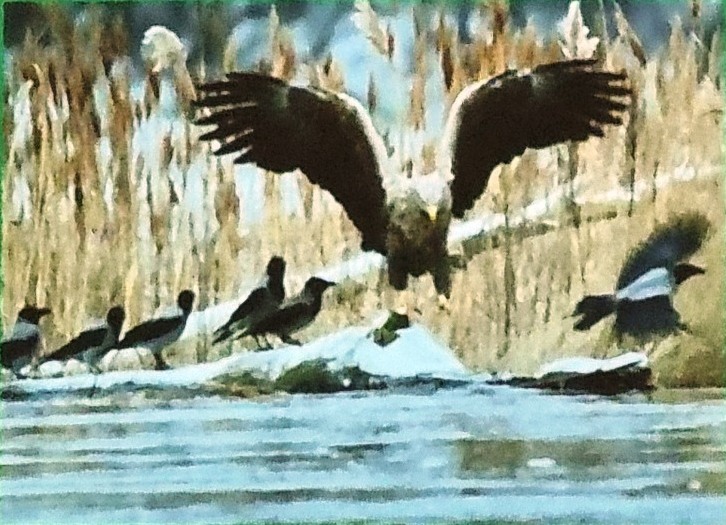 „Ptaki wśród nas” – warsztaty przyrodnicze