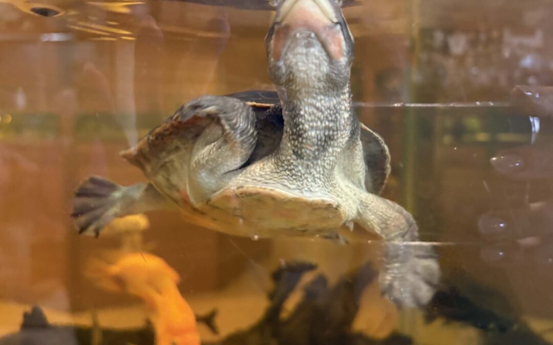 Wycieczka do&nbsp;Parku Edukacyjnego ZOO – Egzotyczne Kaszuby w&nbsp;Tuchlinie